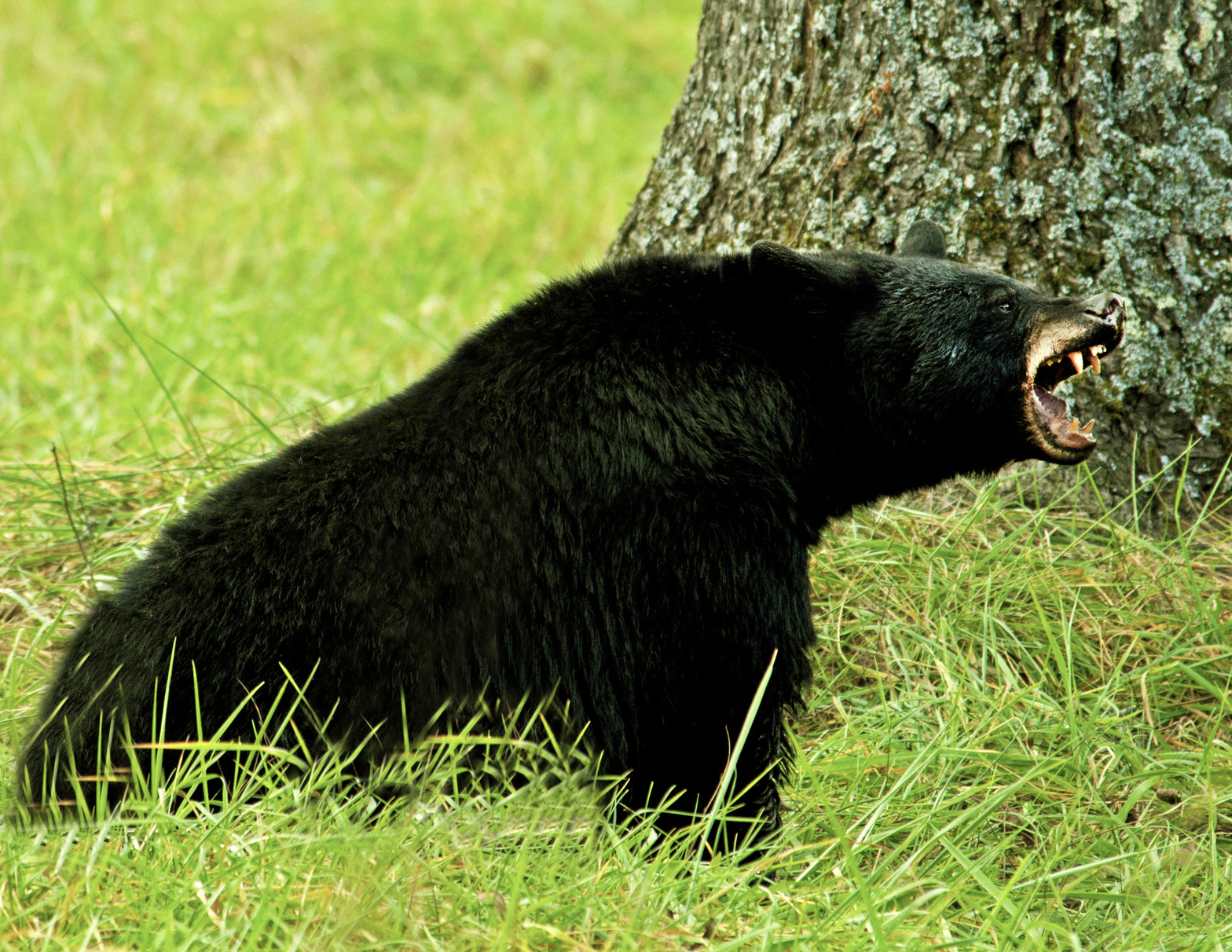 5 Reasons to Never Approach a Black Bear