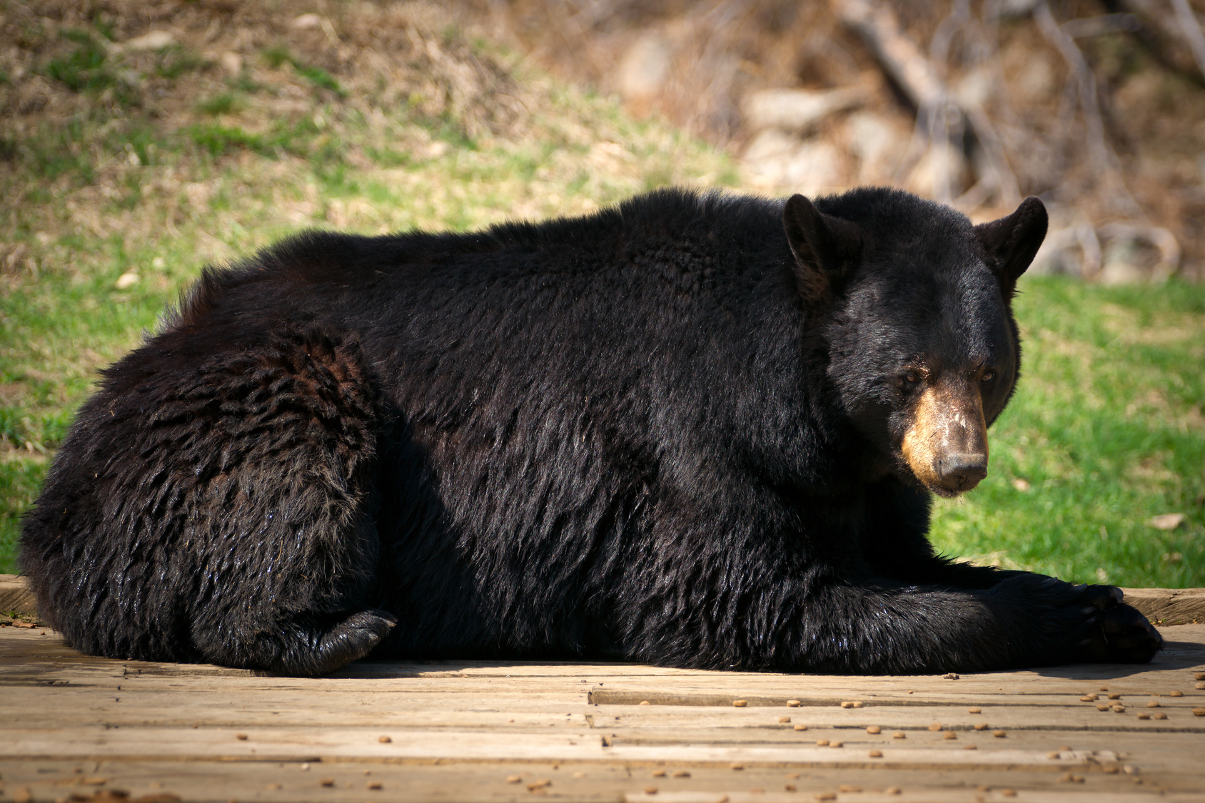 Large North American Black Bear Lying Down